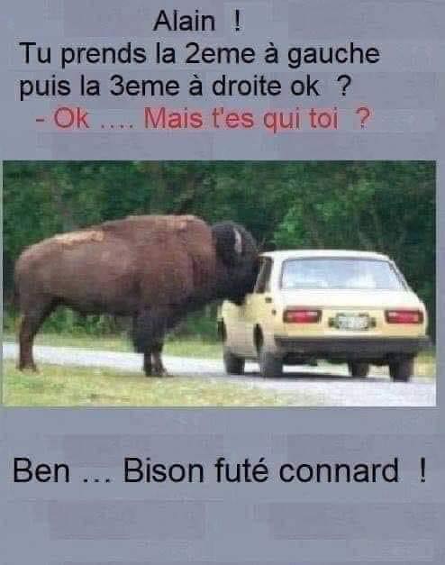 bison.jpg