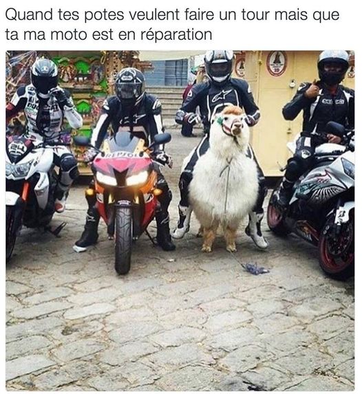 mes potes.jpg